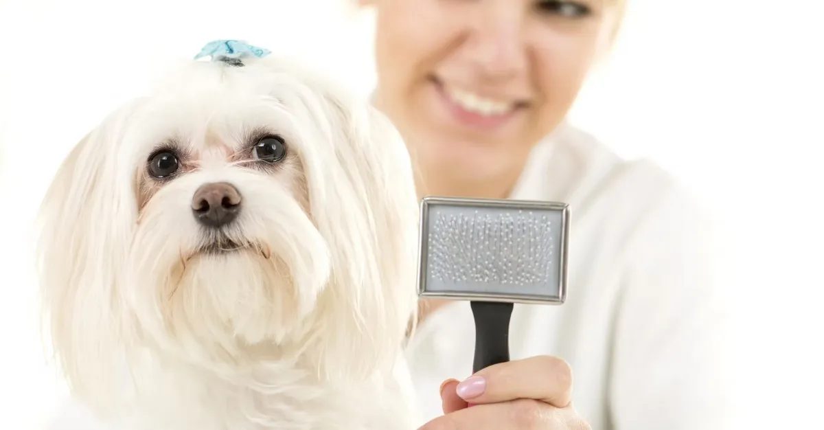 Dogs Body Grooming Parlour — Dog Groomers in Auckland