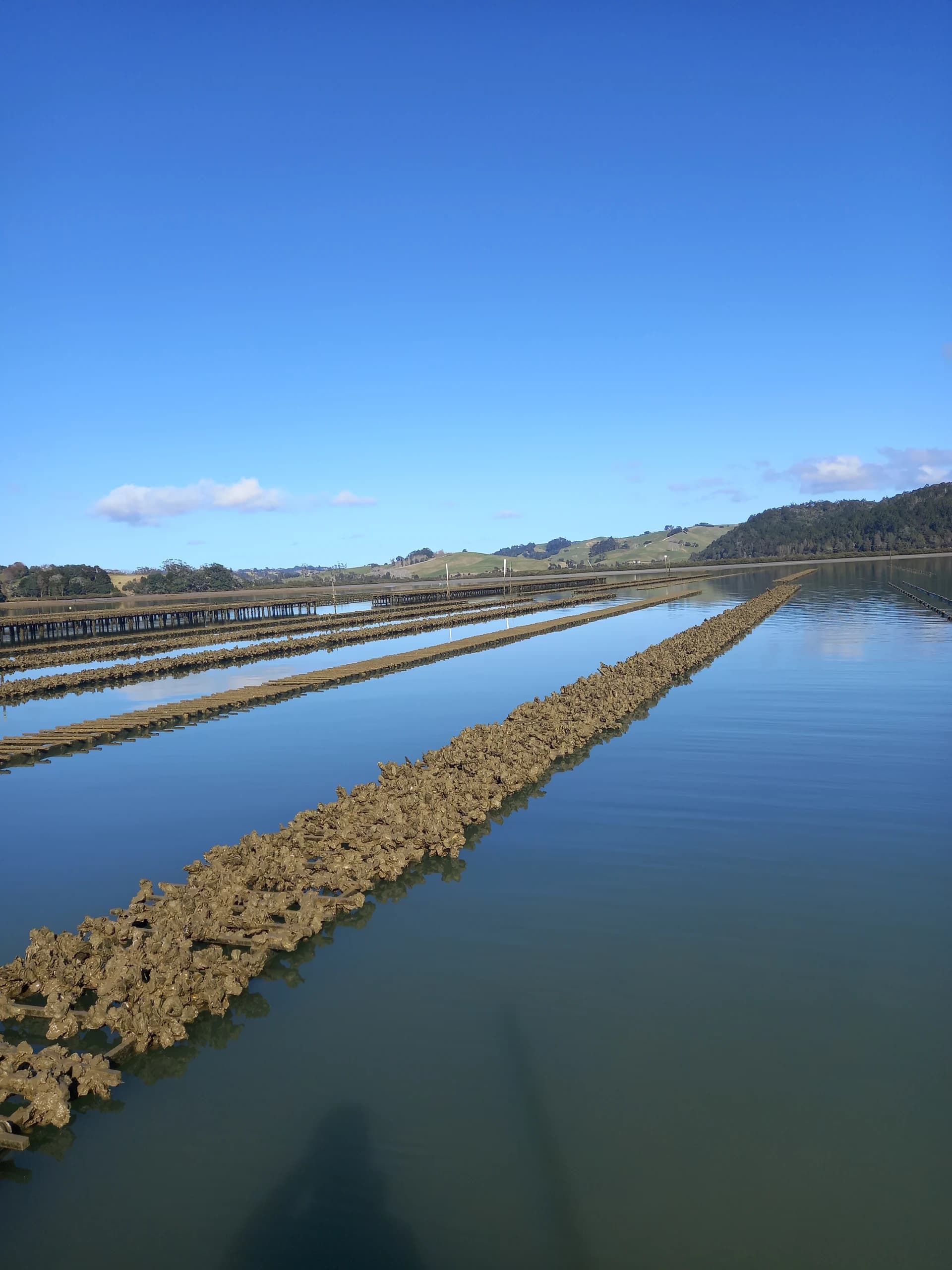 Rodney Coastal Oysters — Food & Beverage in Warkworth