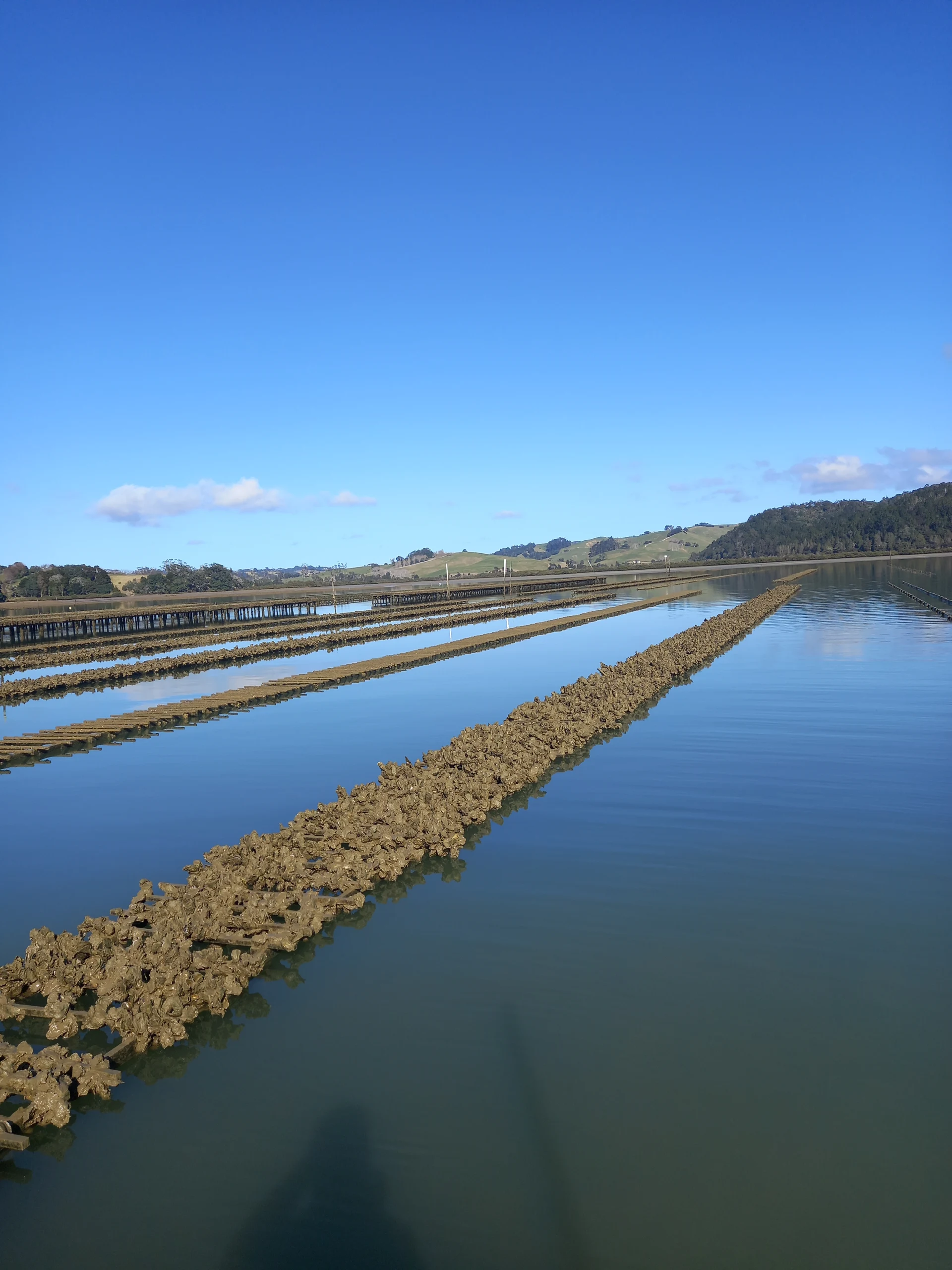 Rodney Coastal Oysters — Food & Beverage in Warkworth