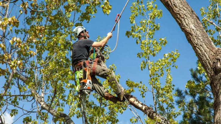 Coastal Tree Services — Arborists in Wellington