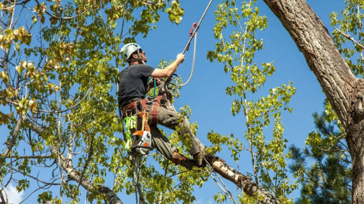 Coastal Tree Services — Arborists in Wellington
