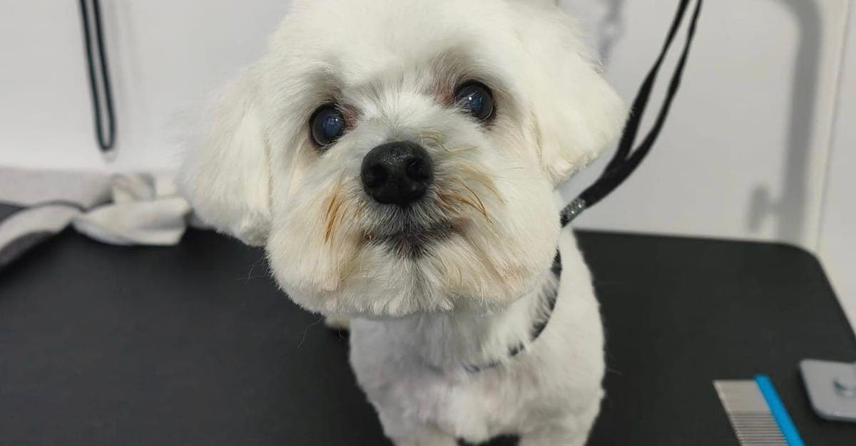 La Dolce Vita Dog Grooming