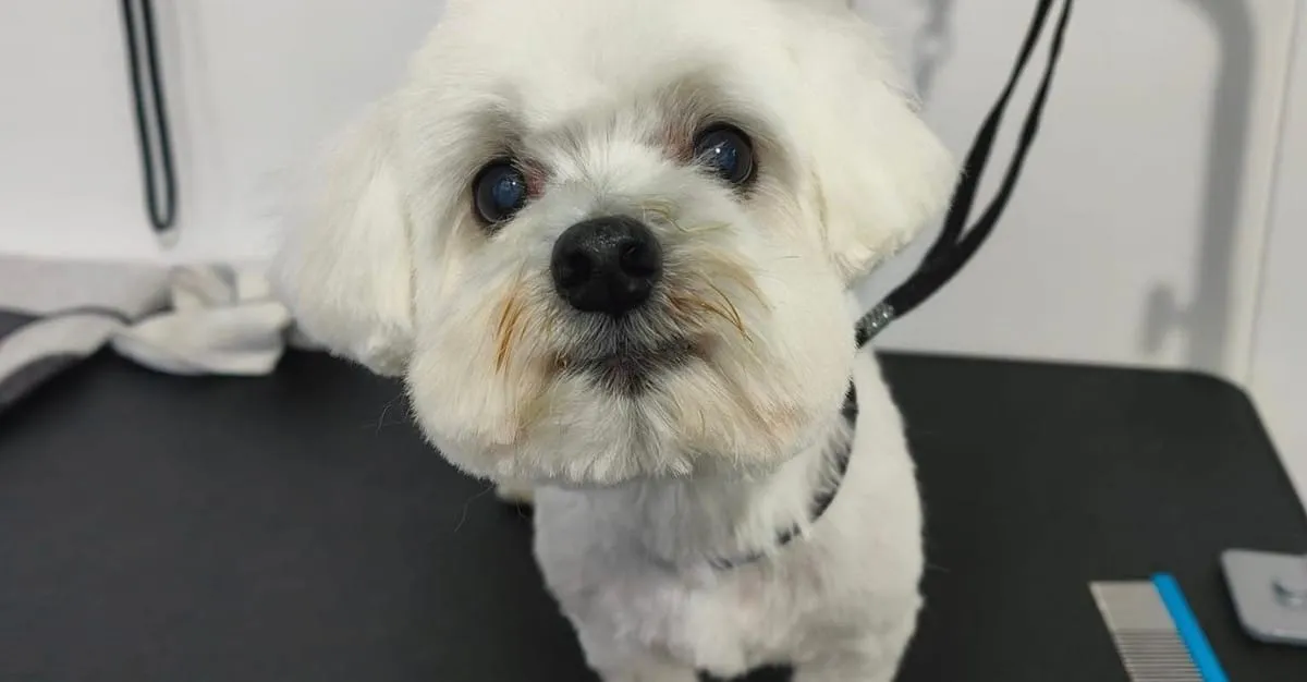 La Dolce Vita Dog Grooming — Dog Groomers in Blenheim