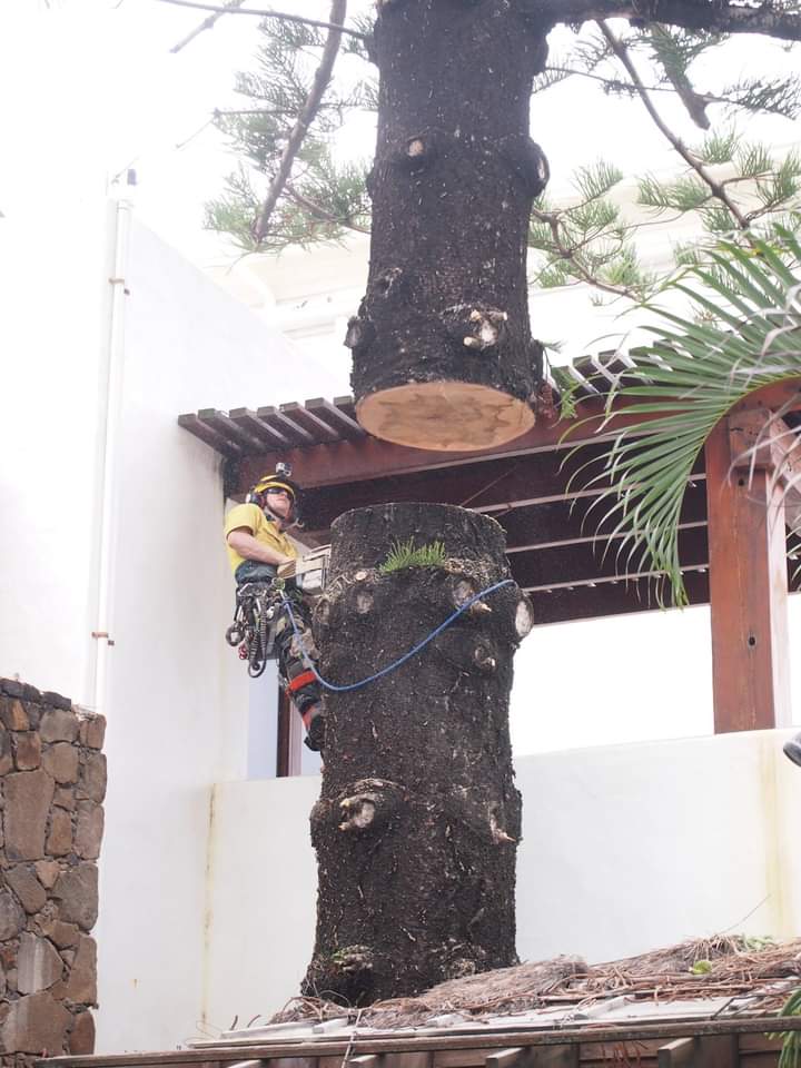 Trees Company — Arborists in Queenstown