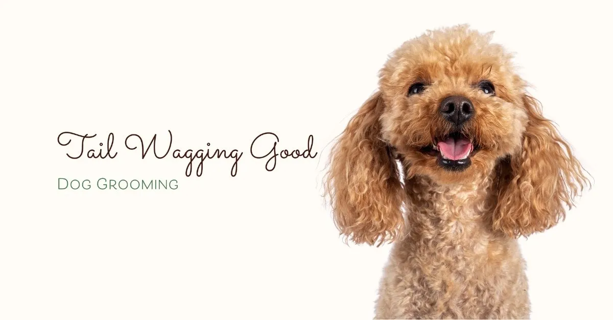 Tail Wagging Good Dog Grooming — Dog Groomers in Christchurch