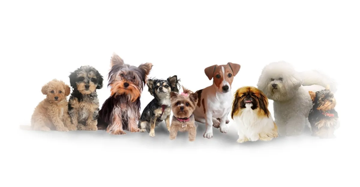 Fluff and Puff — Dog Groomers in Bay of Plenty
