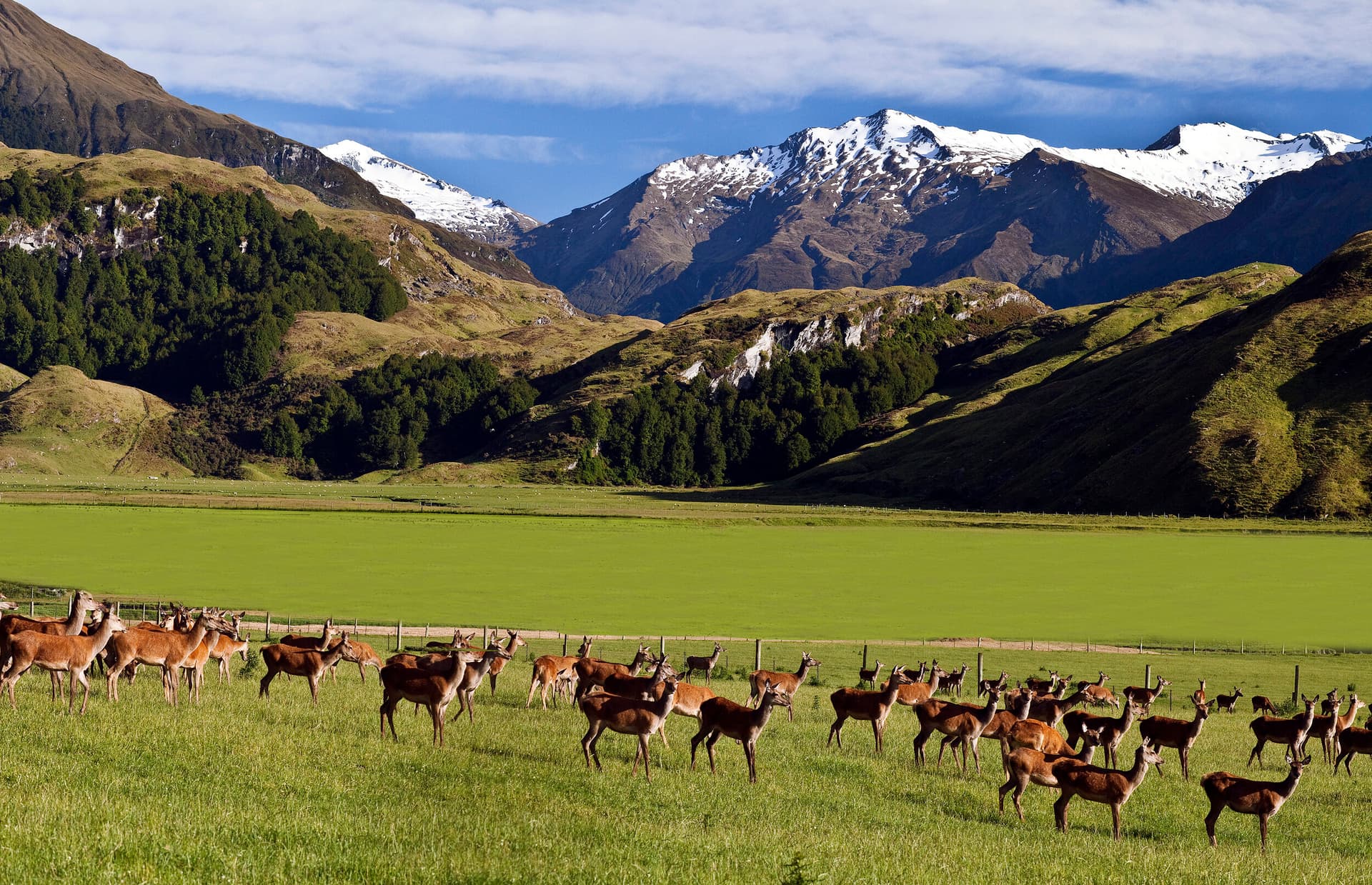 Merchant of Venison Ltd — Butchers in Tai Tapu