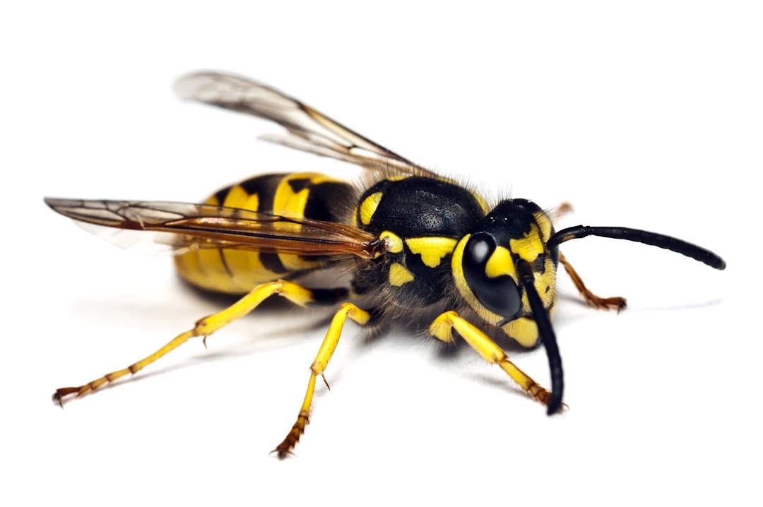 A1 Pest Services Otago — Pest Control Services in Dunedin