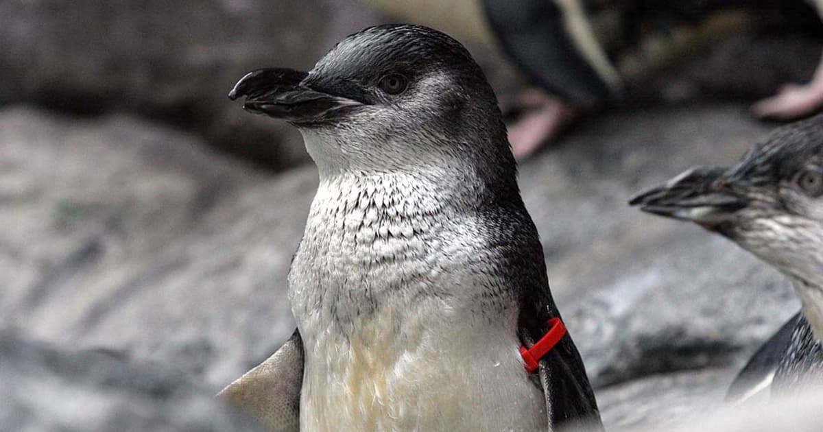 West Coast Wildlife Centre — Travel Tourism Services in Franz Josef