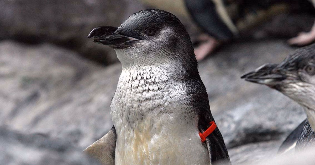 West Coast Wildlife Centre — Travel & Tourism in Franz Josef