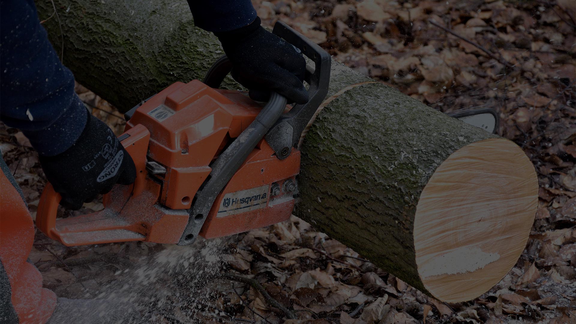 Arb Solutions — Arborists in Tauranga