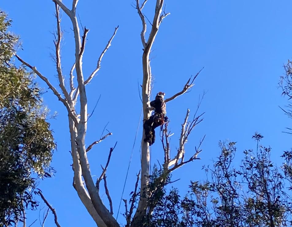 Special Branch Tree Care — Arborists in Christchurch