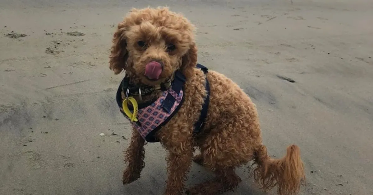 Ruff Cutz Dog Grooming — Dog Groomers in New Plymouth