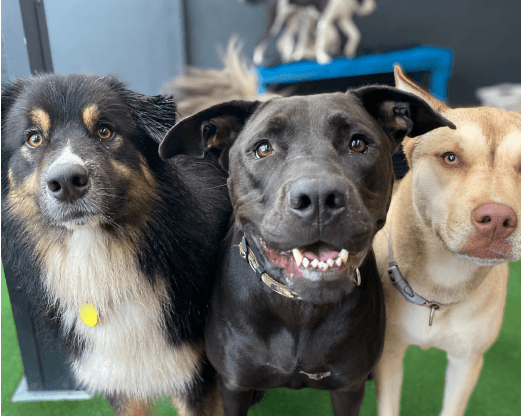 K9 Heaven — Dog Groomers in Auckland