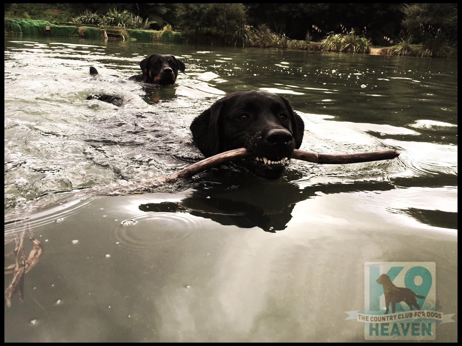 K9 Heaven — Pet Care Services in Auckland