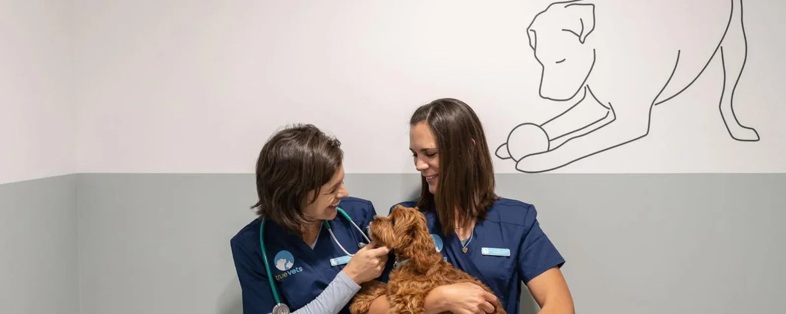 True Vets Ormiston — Vets in Flat Bush
