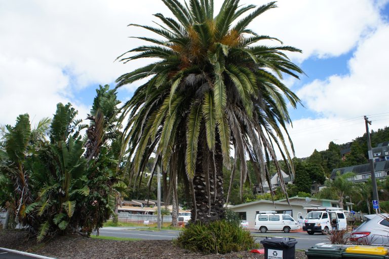 Aarangi Tui Motel — Accommodation in Paihia
