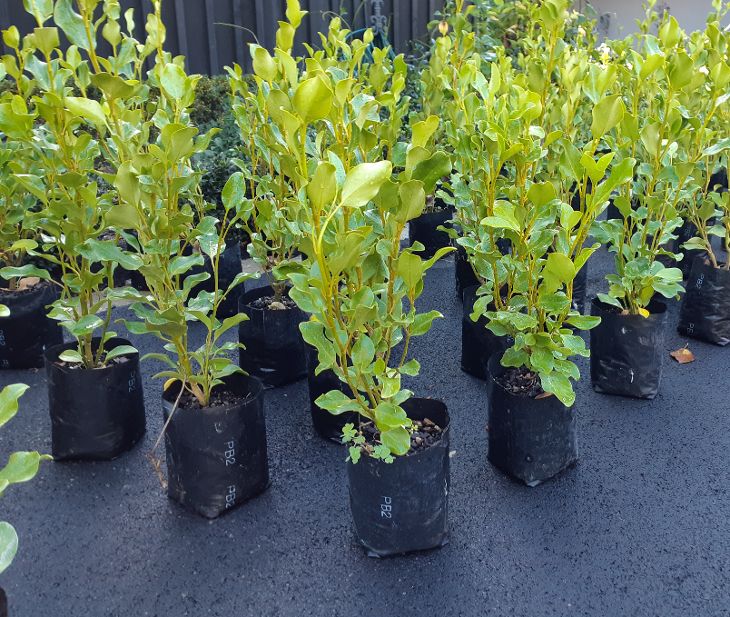 Plantgroup New Zealand — Logistics & Distribution in Havelock North