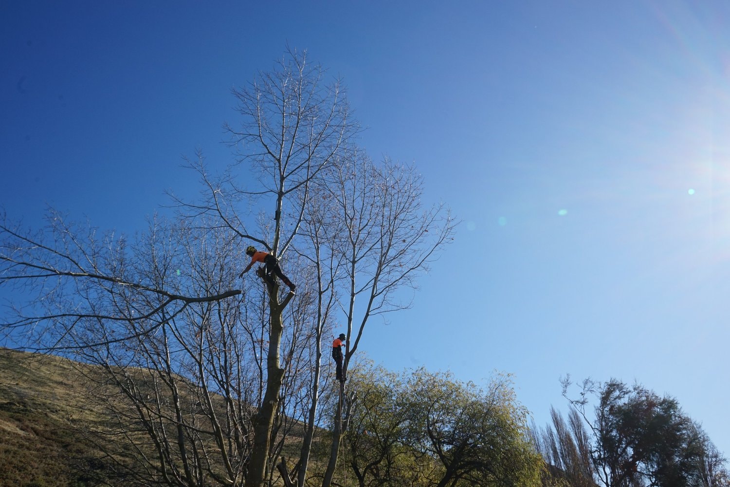 Wanaka Tree Care — Arborists in Queenstown