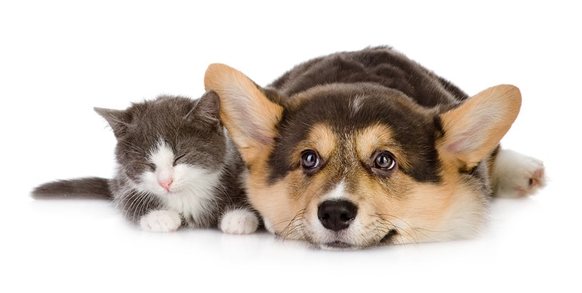 Natural Pet — Pet Stores in Far North
