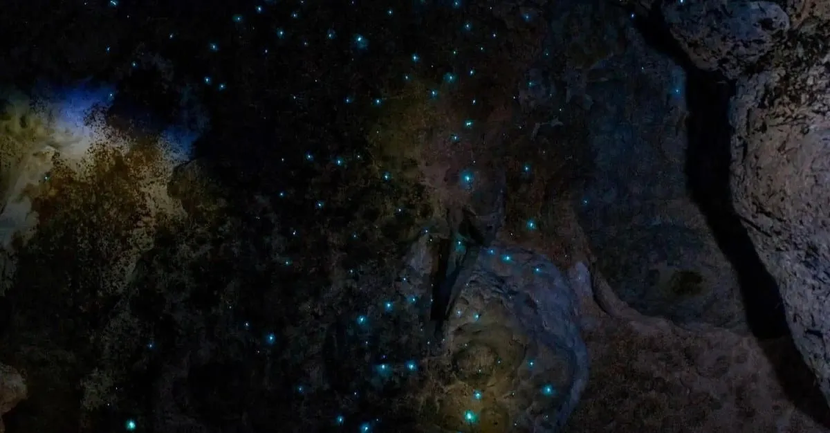 Kawiti Glowworm Caves — Travel & Tourism in Kawakawa