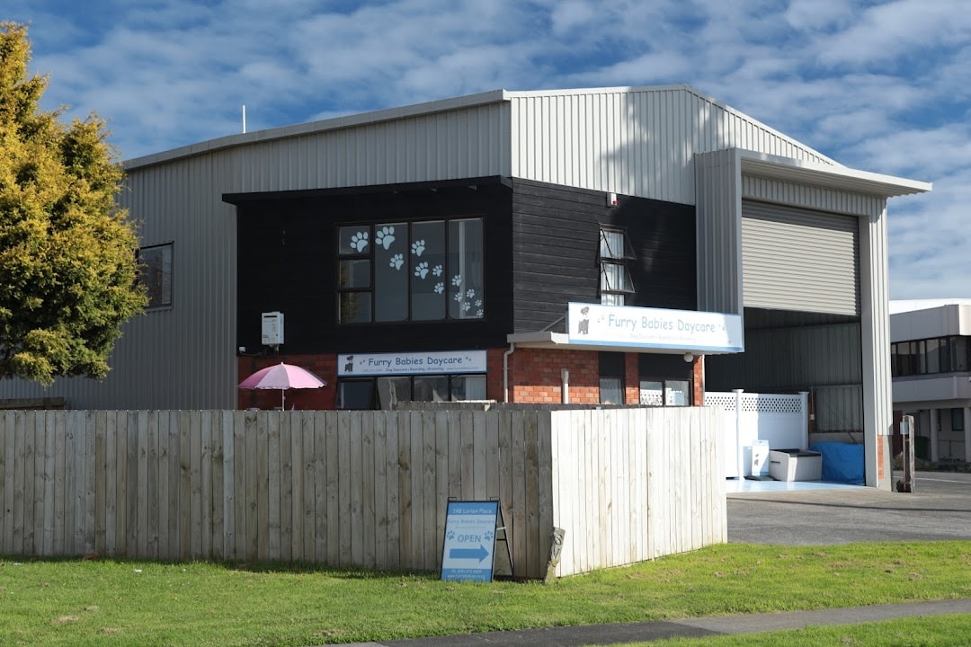 Furry Babies Daycare — Pet Care Services in Auckland
