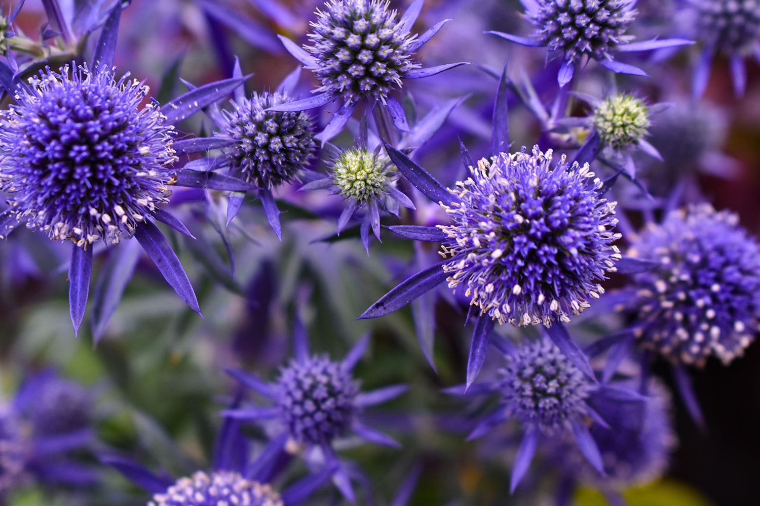 Growing Plants — Garden Centres in Dairy Flat