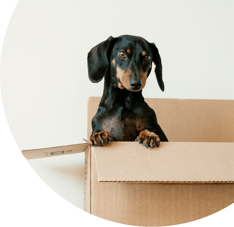 VetMan - Cat & Dog Exports — Vets in Auckland