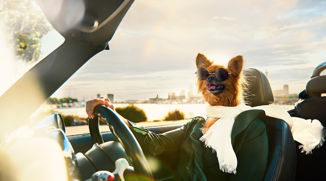 Go Car Finance — Car Dealerships in Auckland