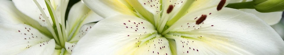Central Garden Services — Landscaping Services in Auckland