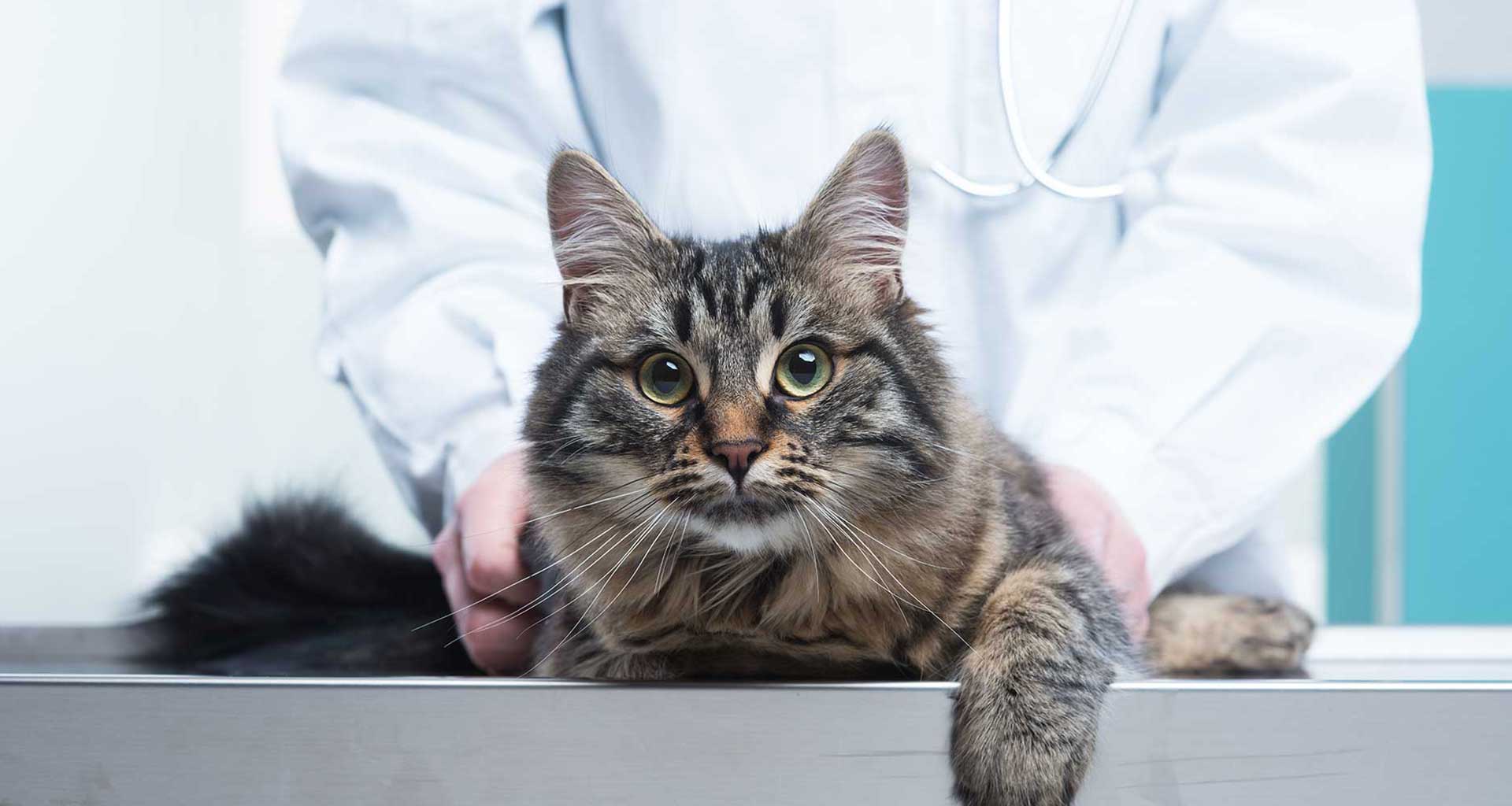 Pet Doctors — Medical Centres in Wellington