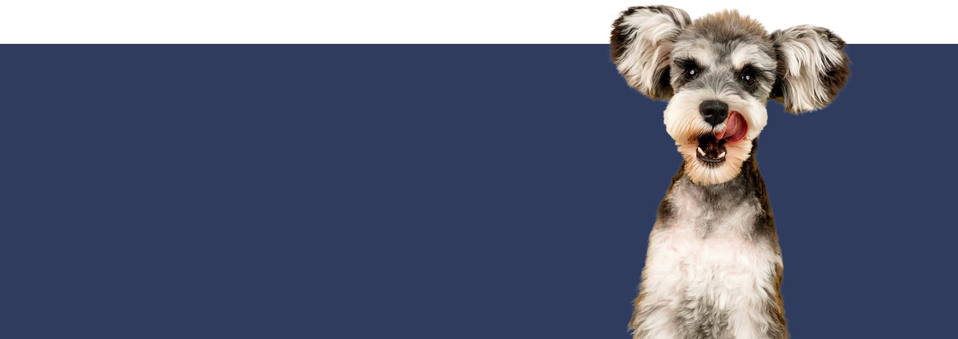 Avonhead Veterinary Clinic — Vets in Christchurch