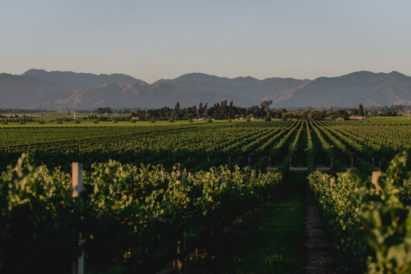 St Clair Family Estate — Restaurants in Blenheim