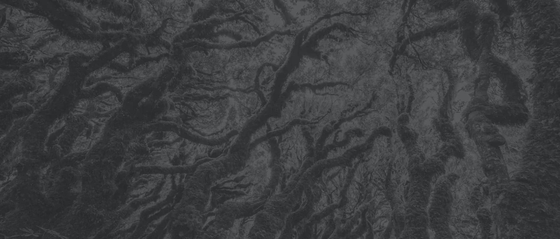 Digitaltree — UX/UI Designers in Porirua