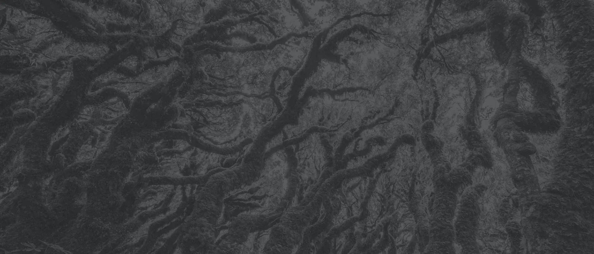 Digitaltree — UX/UI Designers in Porirua