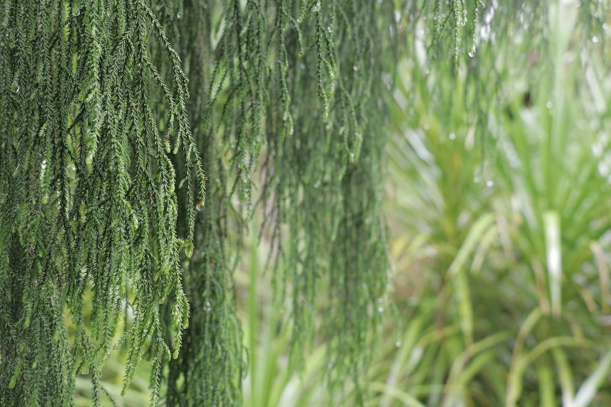 Terra Landscapes — Landscaping Services in Whangarei