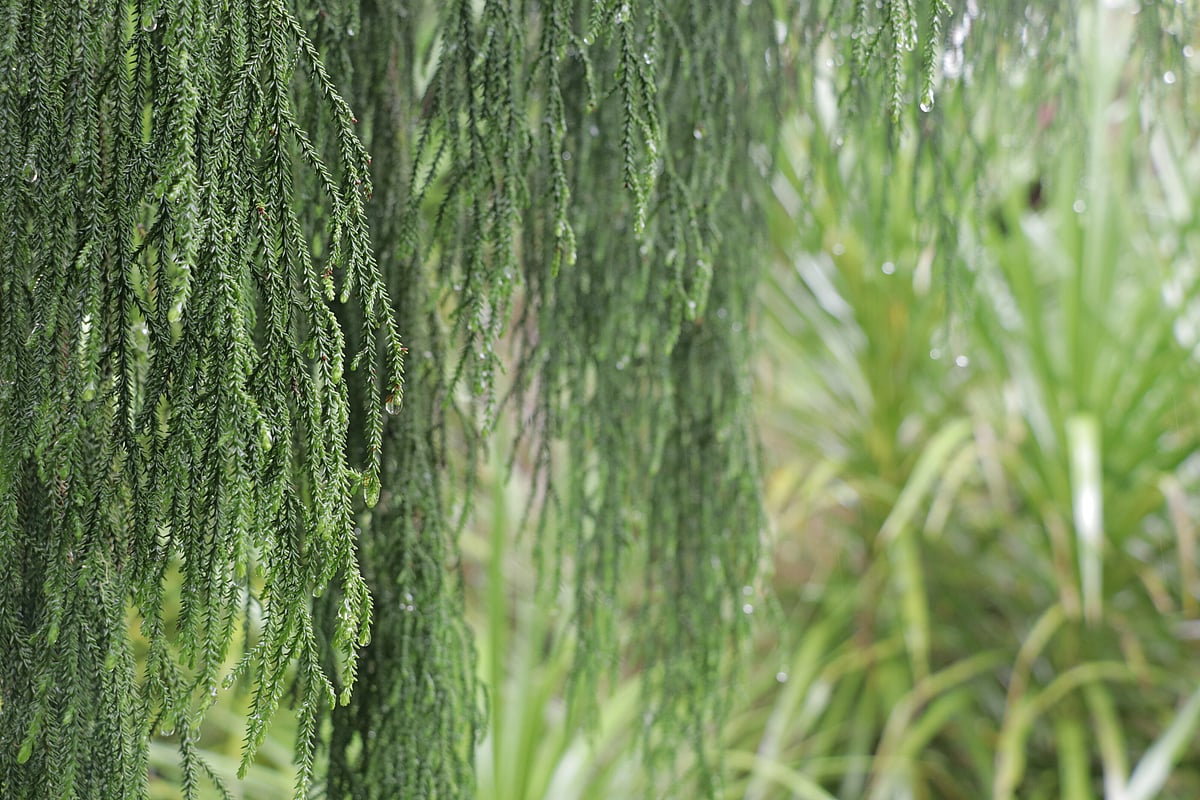 Terra Landscapes — Landscaping Services in Whangārei