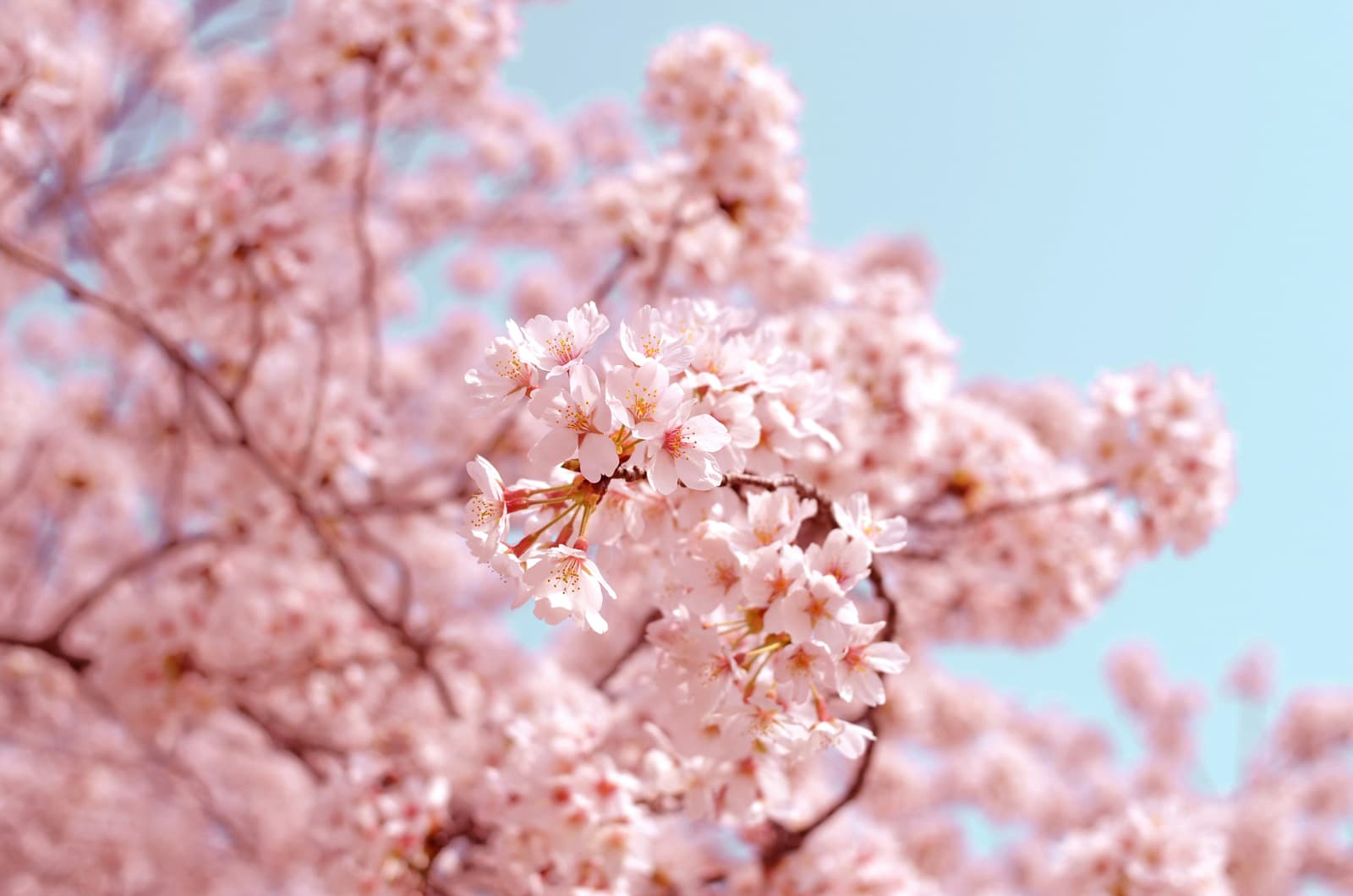 Clelands NZ — Landscaping Services in Palmerston North