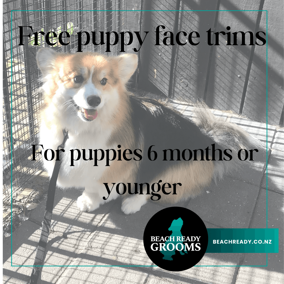Beach Dogs Grooming — Dog Groomers in Papamoa