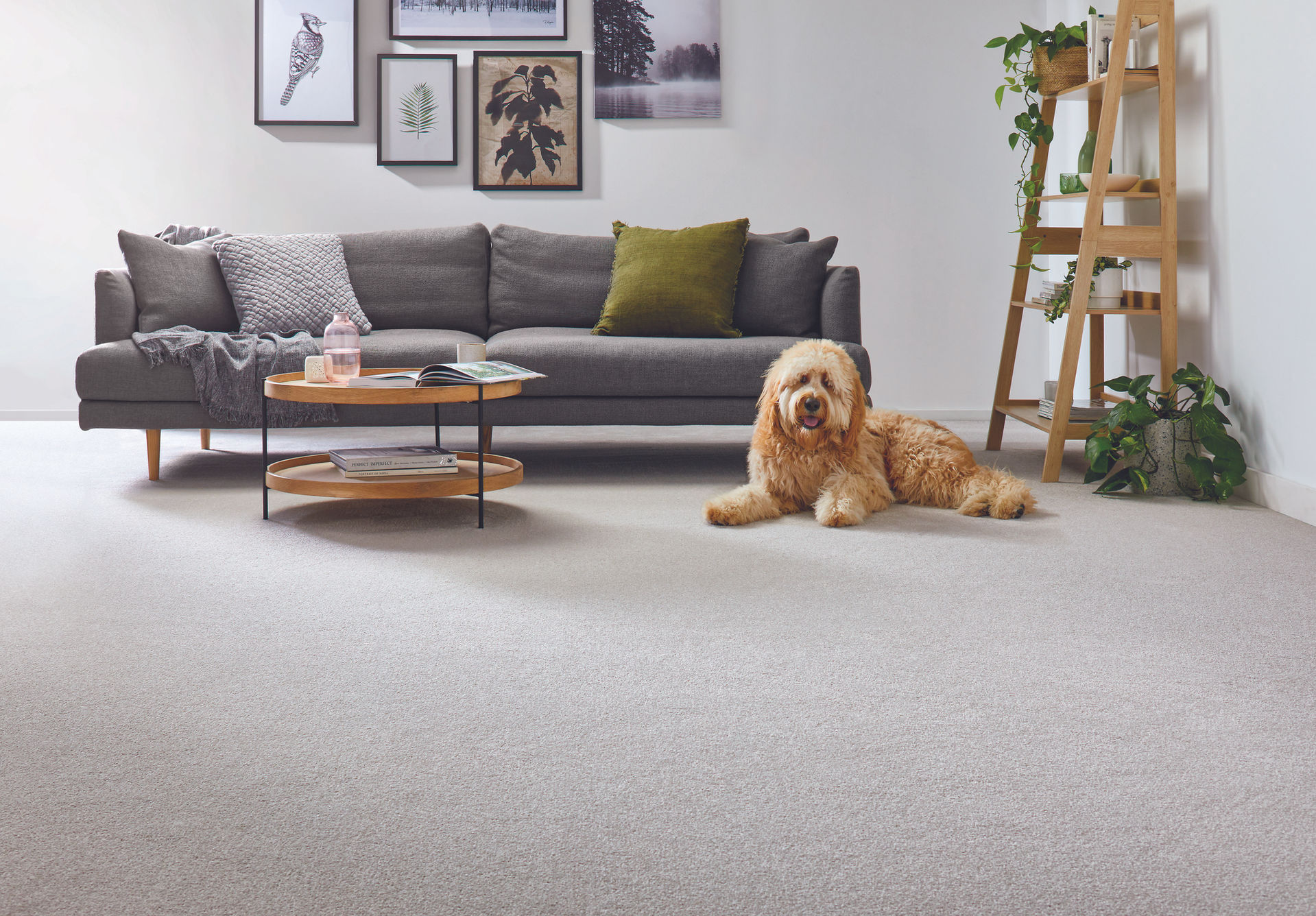 Budget Carpets — Carpenters & Joiners in Henderson