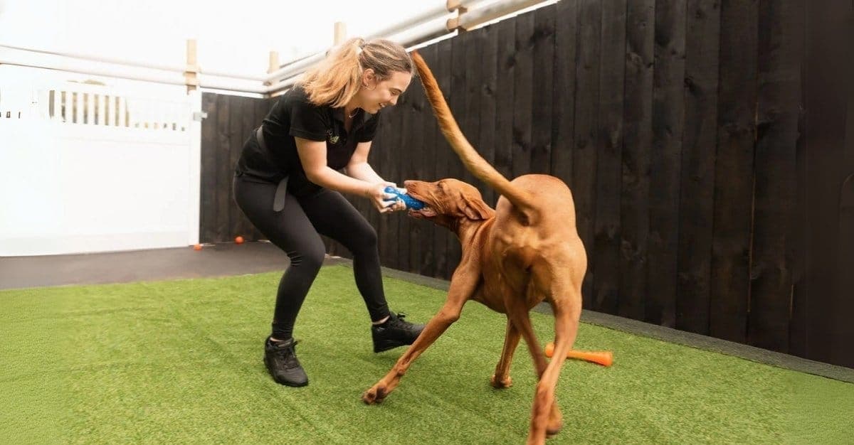 Pets In The City