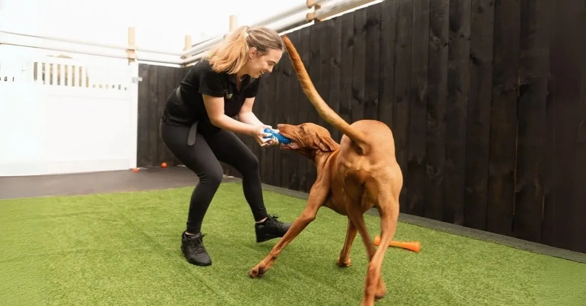 Pets In The City — Dog Groomers in Auckland