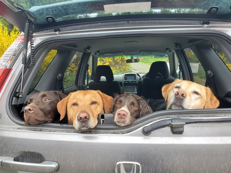 Take The Lead Ltd — Pet Care Services in Dunedin