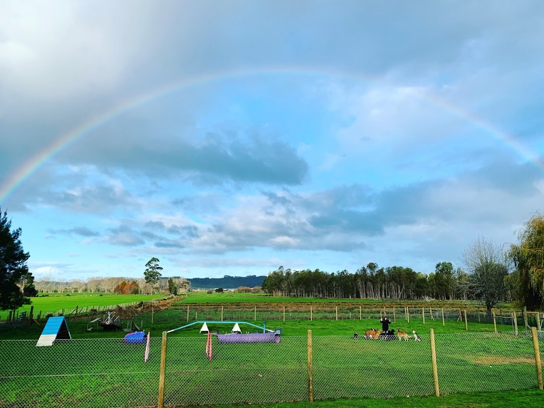 Shine Canine — Childcare Centres in Whitianga