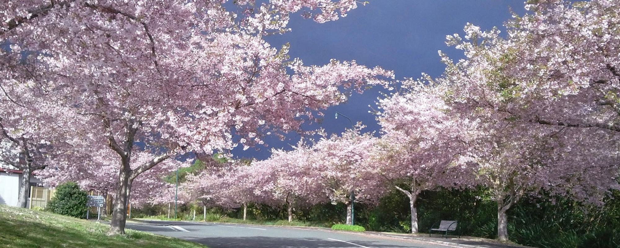 Althorp Village — Retirement Villages in Tauranga