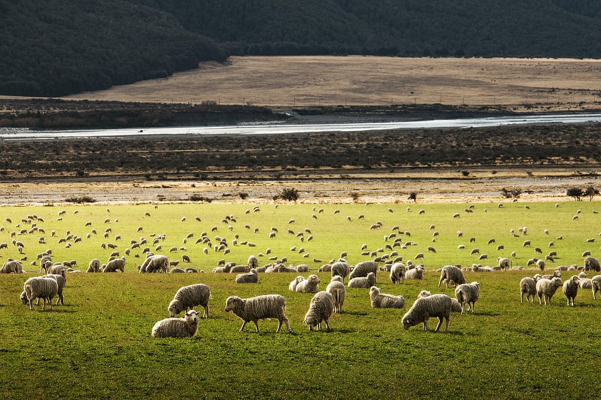 Wool Insulation NZ (Green Sheep) — Builders in Auckland