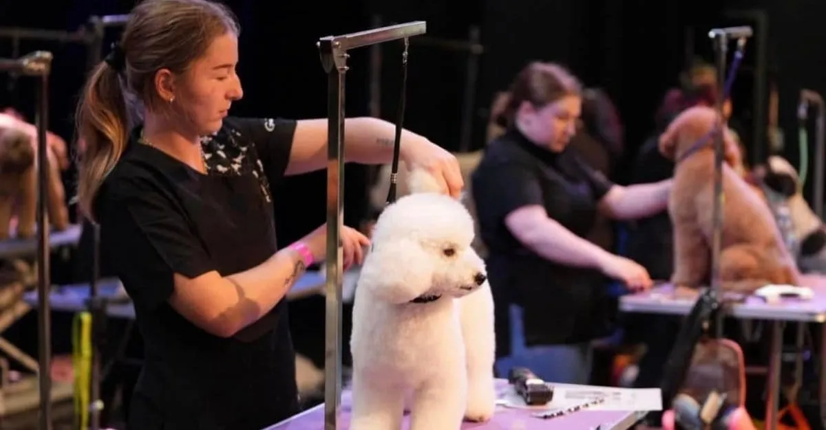 Posh Pooches — Dog Groomers in Rangiora