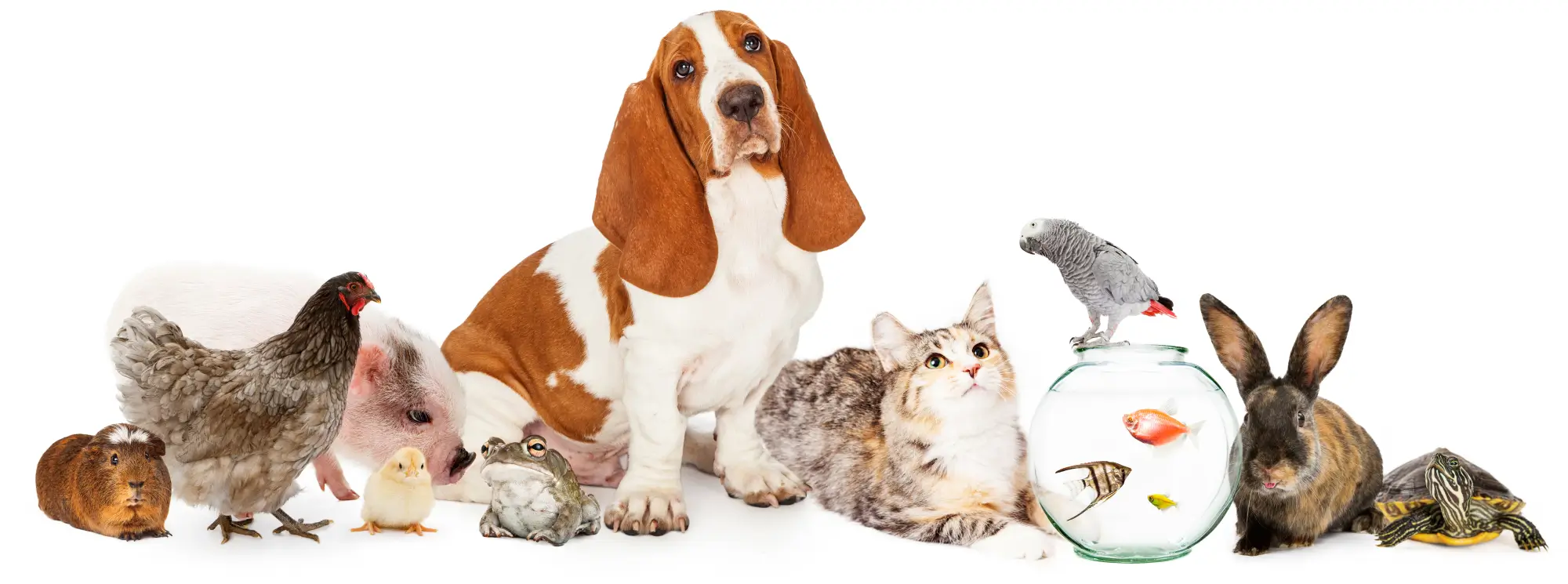Holistic Vets — Vets in Tauranga