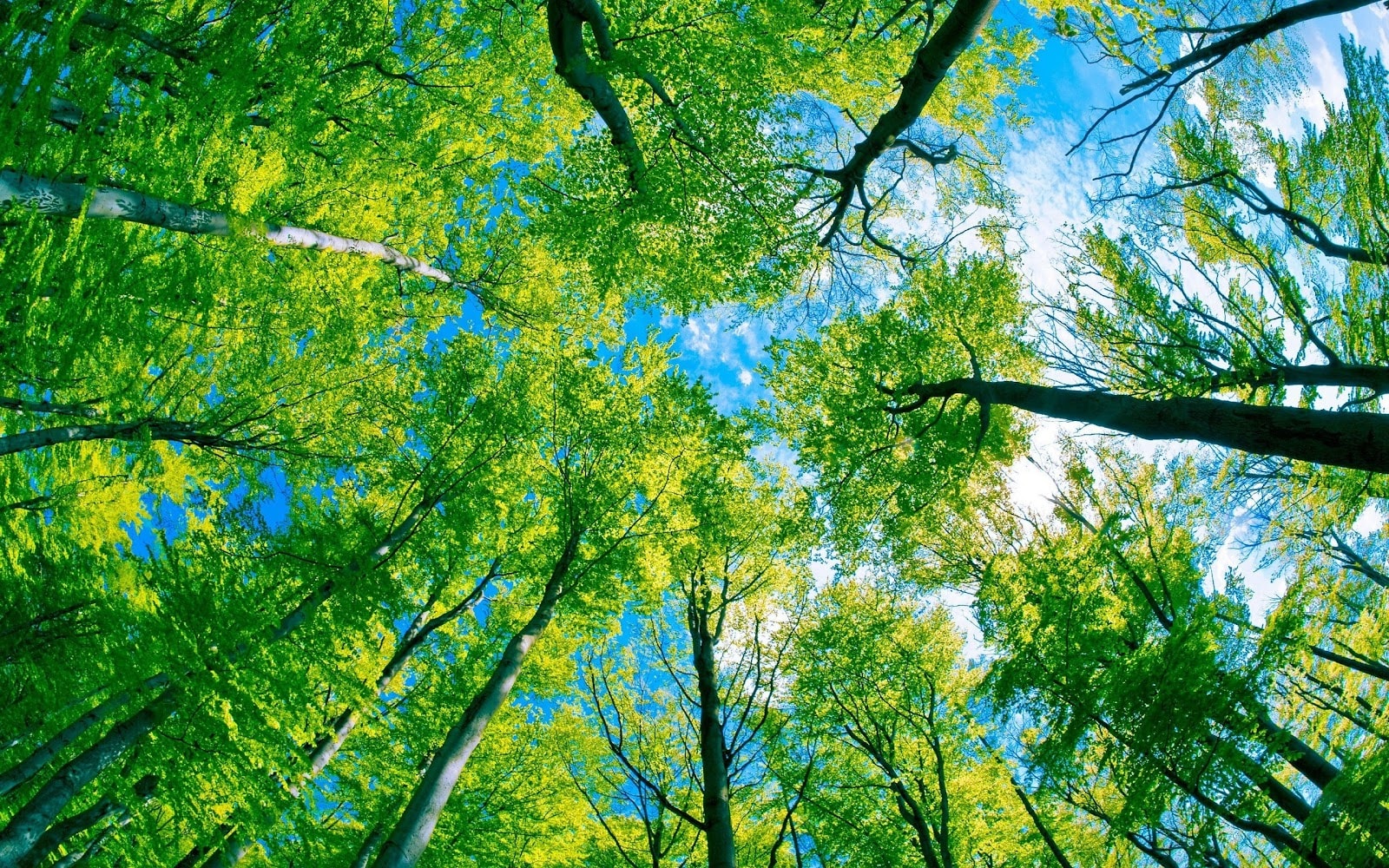 Todd Haskell Arborist — Arborists in Northcote Point