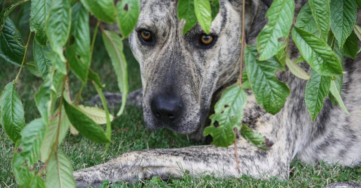 Nature's Pawprint — Dog Groomers in Christchurch